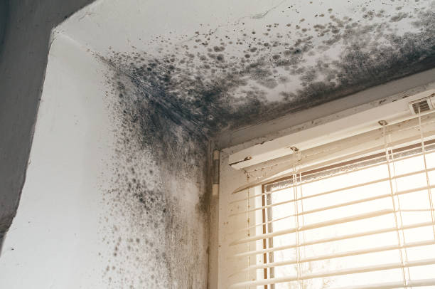 Affordable Basement Mold Removal solutions in Hertford, NC